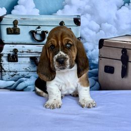 Iris - Black brown and white female Basset Hound puppy in Hillsboro, West Virginia from Bear Foot Bassets Of West Virginia