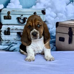 Iris - Black brown and white female Basset Hound puppy in Hillsboro, West Virginia from Bear Foot Bassets Of West Virginia