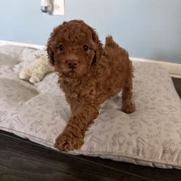 Adeline - Red  female Poodle puppy in Hazel Crest, Illinois from Polina Walker's Poodles