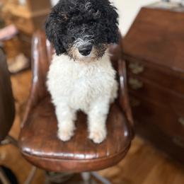 Boy 1 - Parti male Goldendoodle puppy in Lowville, New York from Adirondack Labradoodles