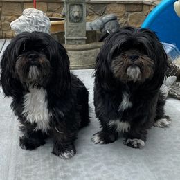 Shih Tzus from John's Shih Tzus