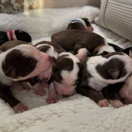 Boy4 - Red tri-color male Australian Shepherd puppy in Ramona, California from Blue Moon Aussies