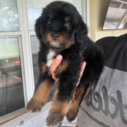 Girl 4 - Tri-color female Bernedoodle puppy in Spring Hill, Florida from Ohana Doodles