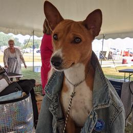 Phaser - Basenji