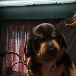 Dachshund Puppies from Adorable Doxies