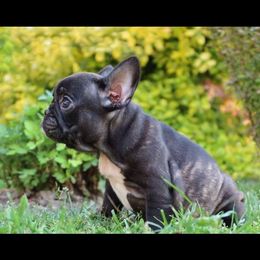 Jolee - French Bulldog