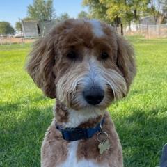 Goldendoodles and Labradoodles from Cloverdale Doodles LLC.
