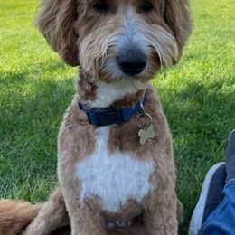 Goldendoodles and Labradoodles from Cloverdale Doodles LLC.
