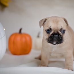 French Bulldog Puppies from Wilson Frenchies