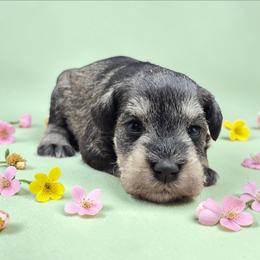 Salt-Pepper female - Salt and pepper female Miniature Schnauzer puppy in Houston, Texas from Haughton Farm