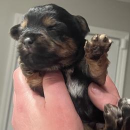 Yorkshire Terrier Puppies from Sonshine Yorkies