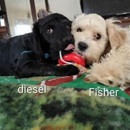 Cavapoo, Maltese, and Maltipoo All Grown Up from Carolina Canines