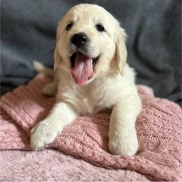 Pearl Girl - Golden Retriever puppy from Puppy Love
