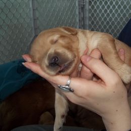 Goldendoodle Puppies from Northwoods Goldendoodles