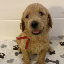 RUBY - Red  female Goldendoodle puppy in Porter Ranch, California from Jasperdoodle.com