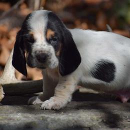 Albus - Black brown and white male Basset Hound puppy in Springfield, Missouri from Baylee’s Bassets