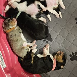 Aussiedoodle Puppies from Parrish Precious Ones