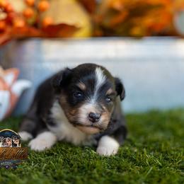Pearl - Black tri female Miniature American Shepherd puppy in Granbury, Texas from Best Little Aussies
