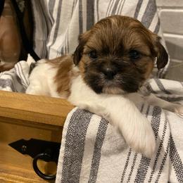 Winston - Black gold and white male Shih Tzu puppy in Lexington, North Carolina from SCS Shih Tzus