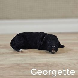 Georgette - Black female Goldendoodle puppy in Guthrie, Oklahoma from Edmond Doodles, LLC