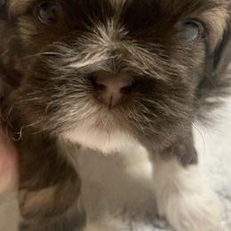 Shih Tzus from Angela's Shih Tzus
