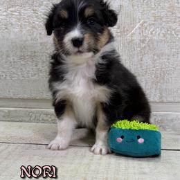 Nori - Black tri-color female Australian Shepherd puppy in Jonesborough, Tennessee from Lotus Australian Shepherds