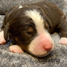 Catalina - Tri-color female Bernedoodle puppy in New Ringgold, Pennsylvania from Hawk Mountain Doodles
