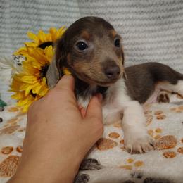 Grimm - Piebald male Dachshund puppy in Hudson, Michigan from Mittentail Kennel Miniature Dachshunds & Australian Shepherds