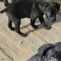 Cane Corso Puppies from Hardradas Dynasty Cane Corso