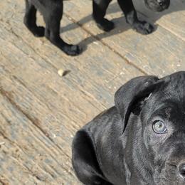 Cane Corso Puppies from Hardradas Dynasty Cane Corso