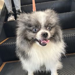Griff - Pomeranian