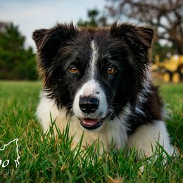 Hugo - Border Collie
