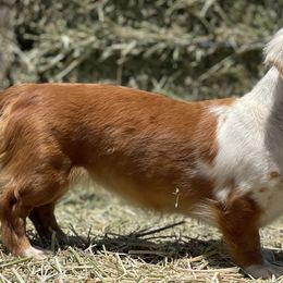 Dachshunds from Desert Dynasty