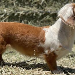 Dachshunds from Desert Dynasty