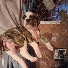 Girl 2 - White and brindle female American Bulldog puppy in La Porte, Indiana from Slayton's American Bulldogs
