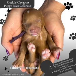 Lady Liberty - Red female Cavapoo puppy in Fort Lupton, Colorado from Puppy Paws Colorado