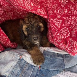 Sheepadoodle Puppies from Pretty Perfect Pups