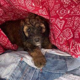 Sheepadoodle Puppies from Pretty Perfect Pups