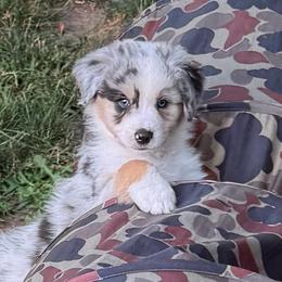 Boy 4 - Blue merle male Australian Shepherd puppy in Dayton, Ohio from Willowlake Australian Shepherds