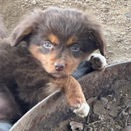 Girl 1 - Red tri female Miniature Australian Shepherd puppy in Amarillo, Texas from Duclops Ranch Aussies