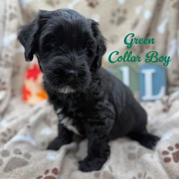 Boy 5 - Black male Australian Labradoodle puppy in Rhode Island from Highland Beach Labradoodles