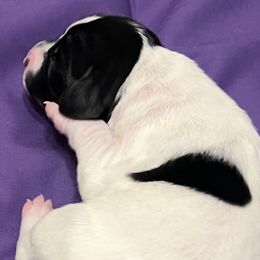 Girl 2 - Black and white German Shorthaired Pointer puppy in Waller, Washington from MLC Kennel