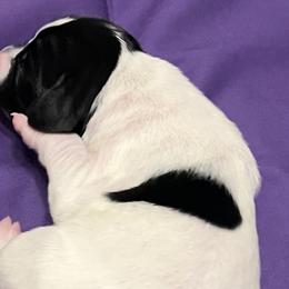 Girl 2 - Black and white German Shorthaired Pointer puppy in Waller, Washington from MLC Kennel