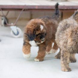 Bernedoodle Puppies from The Canine Society