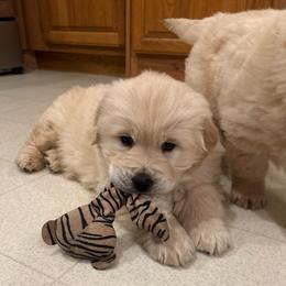 Madden - Light golden male Golden Retriever puppy in Grant County, Indiana from On The Sunny Side Pavey Farms