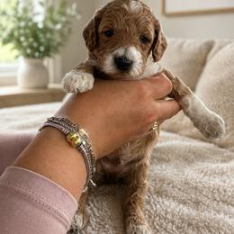 Green - Merle male Goldendoodle puppy in Hastings, Nebraska from Golden Nest Doodles