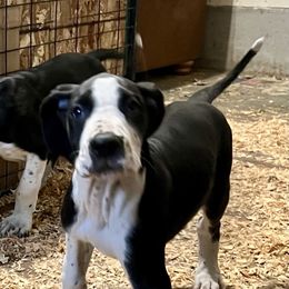 Melody - Mantle female Great Dane puppy in Clayton, Washington from DaneLand Farm