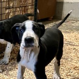 Melody - Mantle female Great Dane puppy in Clayton, Washington from DaneLand Farm