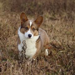Cactus - Pembroke Welsh Corgi