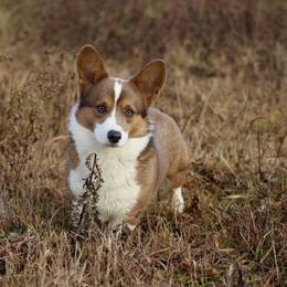 Cactus - Pembroke Welsh Corgi